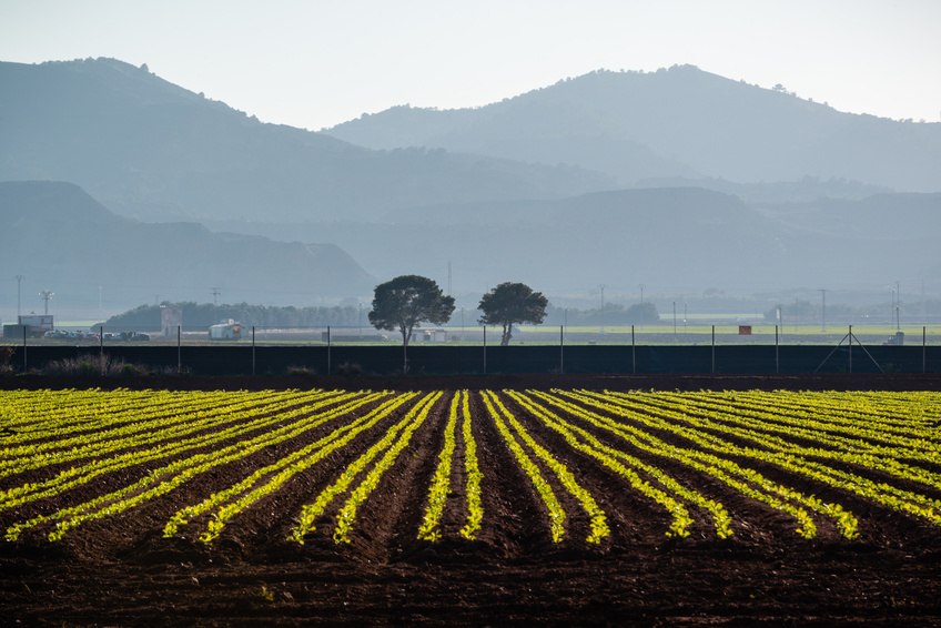 Plantations of greenery in the Mar Menor, mountains in the background. The province of Murcia. Spain