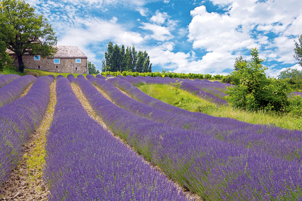 herbes de provence