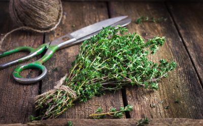 A la découverte des Herbes de Provence – Expedition en Provence