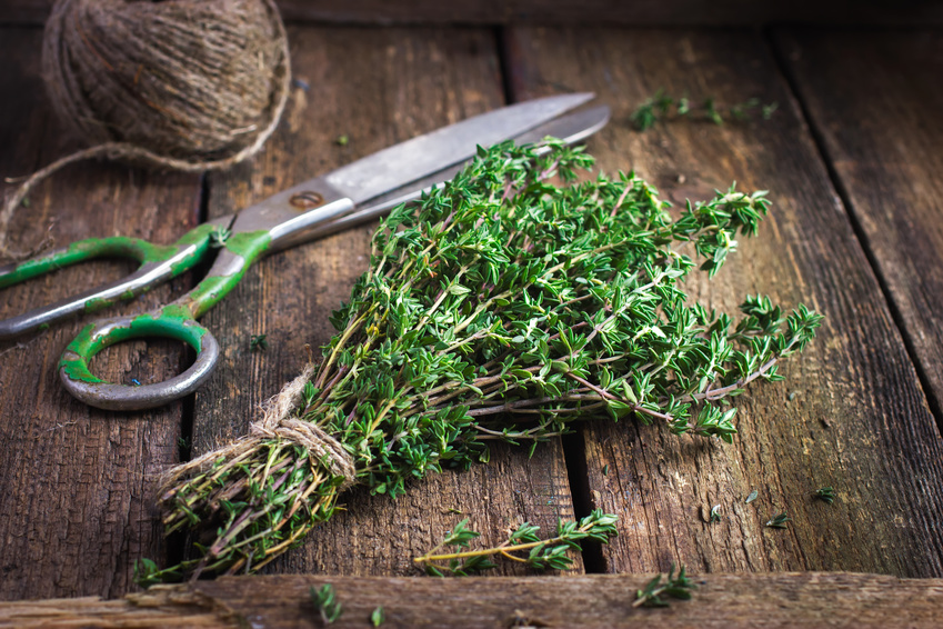 thyme bunch on an old wooden background herbes de provence